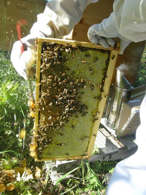 Lahave River Berry Farm Inc.